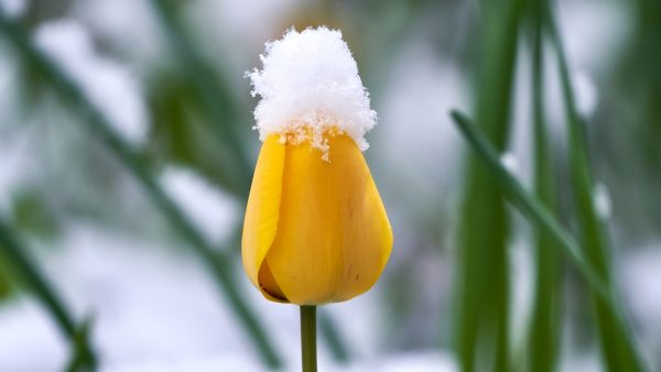 April doet wat-ie wil: 'historisch' koud met volop sneeuw, maar óók veel zon