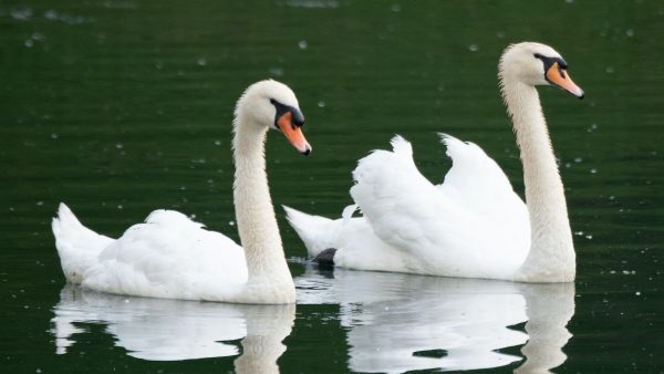 Politie trekt massaal uit voor 'inbreker', maar treft twee flikflooiende zwanen aan