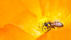Thumbnail voor Wereld Bijendag: deze insecten kunnen corona herkennen