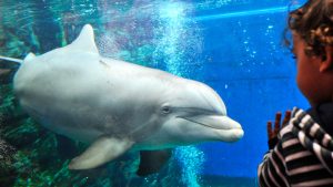 Thumbnail voor World Animal Protection roept regering op: 'Werk niet mee aan plannen Dolfinarium'