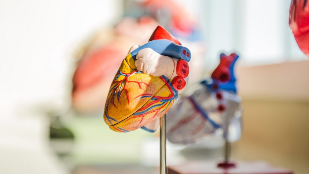 Harttransplantatie met stilstaand hart mogelijk