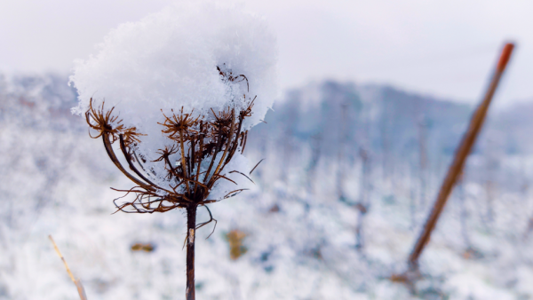 wat nou lente brabant winter