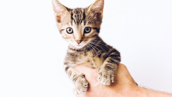 Dierenorganisatie ontdekt 160 postpakketten vol met levende kittens en puppy's
