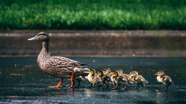 Moedereend en haar kuikens mishandeld