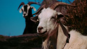 Thumbnail voor Gedumpte geiten in Spaarnwoude, politie zoekt getuigen