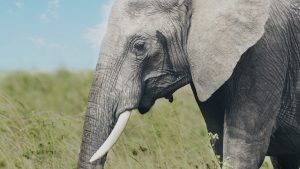 Thumbnail voor Achttien olifanten omgekomen door bliksem in India