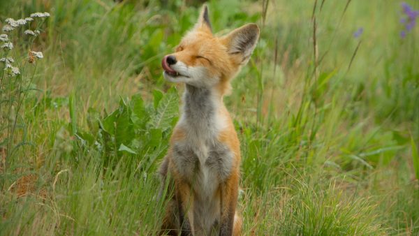 Twee (weinig voorkomende) steppevossen geboren in Dierenrijk