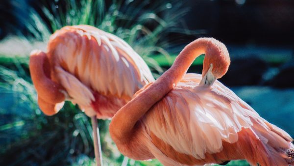 wilde flamingo drenthe vogelaar