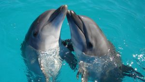 Thumbnail voor Groeiend verzet tegen verkoop dolfijnen van Dolfinarium aan China
