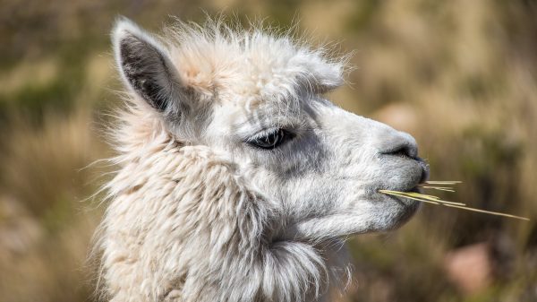 alpaca's ontsnappen