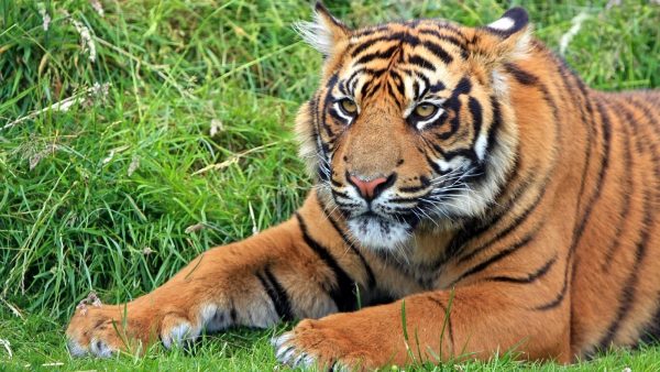 Tientallen dieren in beslag genomen bij zakenman uit 'Tiger King'