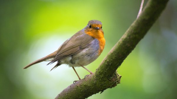 Drukte bij Vogelopvang Soest: ‘Er wordt meer opgeraapt dan normaal’