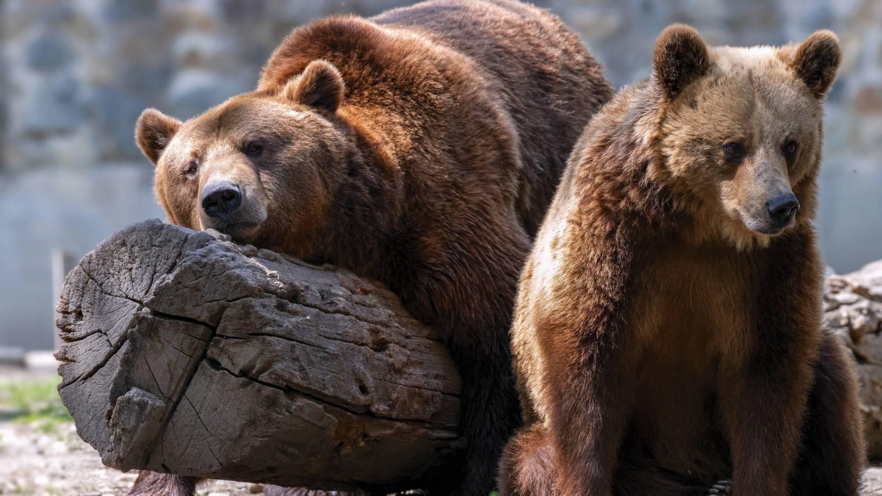 Bruine beren doodgeschoten na ontsnapping in Britse dierentuin