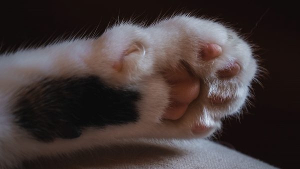 Dierenpolitie vindt 25 zwaar verwaarloosde katten in smerige woning in Tilburg