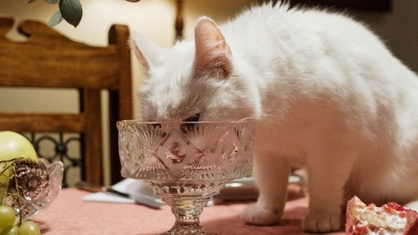 Bejaard stel eet per ongeluk kattenvoer op brood en vindt het heerlijk: ‘Gehuild van het lachen’