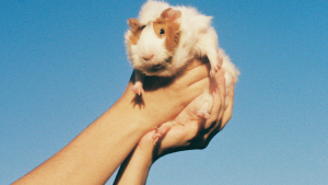 Thumbnail voor Inges cavia overleed na een overdosis witlof: 'Hij was de mooiste'