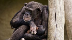 Thumbnail voor Aapjes kijken: Beekse Bergen verwelkomt chimpanseejong