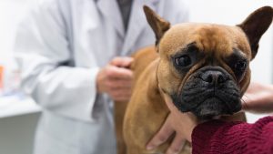 Thumbnail voor Dierenbescherming luidt noodklok: 'Vaccinatiegraad huisdieren ver onder peil'