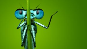 Thumbnail voor Ah, kijk nou (of toch liever niet): insectensmoeltjes van héél dichtbij