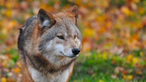 Thumbnail voor Wolvenfamilie breidt zich verder uit: drie welpen geboren op de Noord-Veluwe