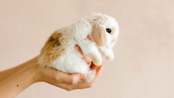 dierenwet huisdieren houden veehouderij konijnen vogels kooi