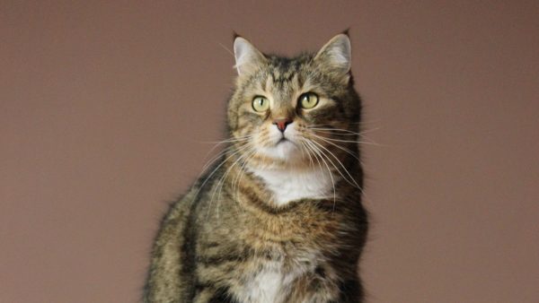 overleden vrouw verorberd door huiskatten