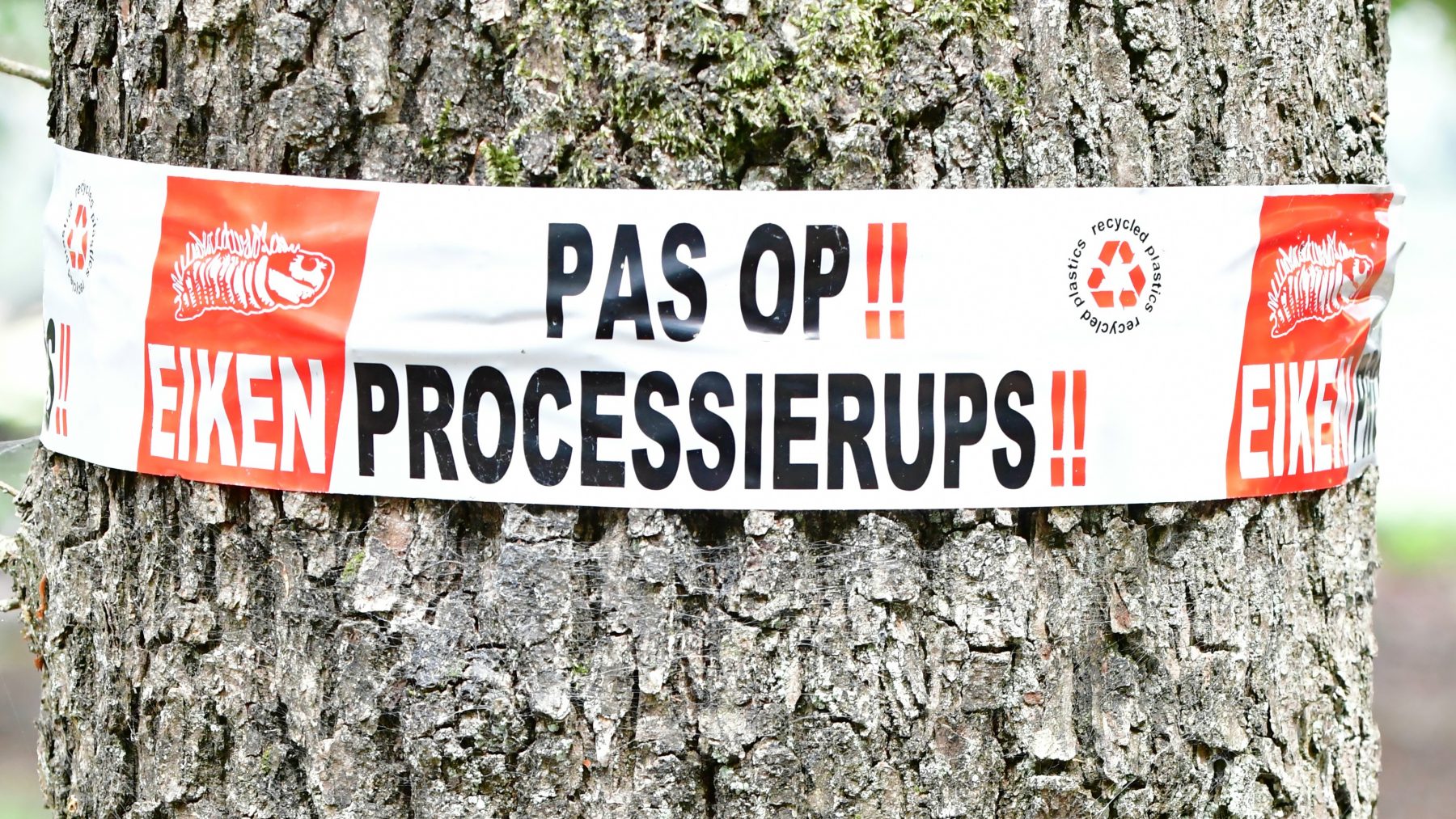 eikenprocessierups