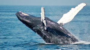 Thumbnail voor Bultrugwalvis landt op vissersbootje, Australische tiener zwaargewond