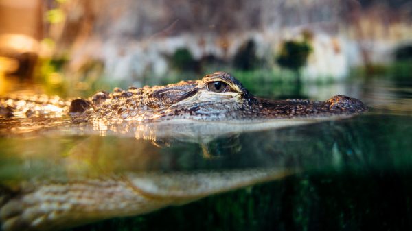 krokodil grijpt vrouw tweelingzus redt leven