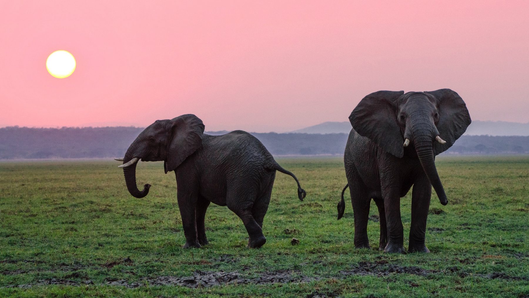 Ontsnapte olifantenkudde doet China smelten, het lijkt wel een Hollywoodfilm
