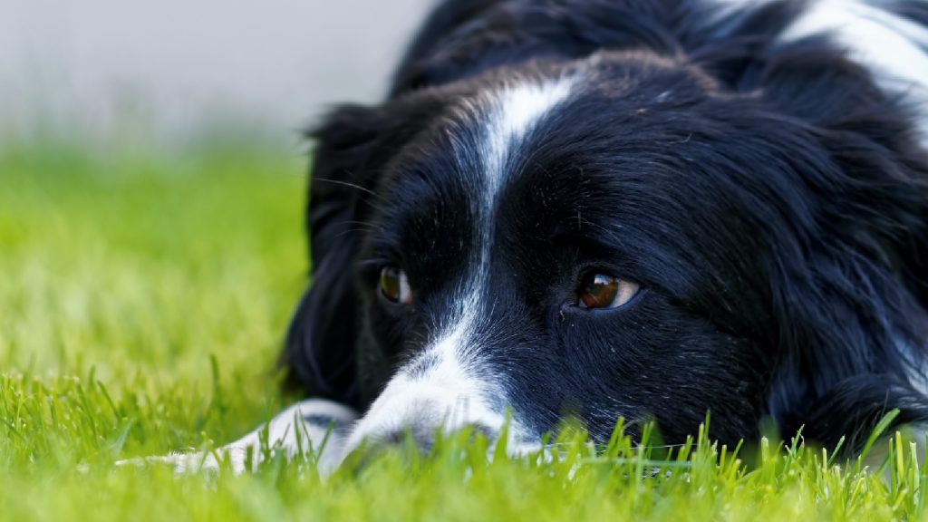 Depressie bij dieren