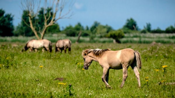 paarden Oostvaardersplassen