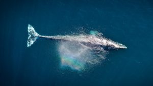 Thumbnail voor Amerikaanse kreeftenvisser wordt opgeslokt door walvis en weer uitgespuugd