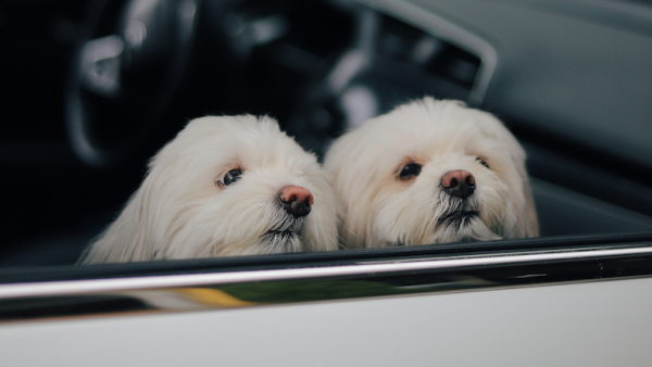 Hond in auto Pexels