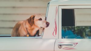 Thumbnail voor Dierenbeulen slepen hond mee achter auto, meterslang bloedspoor op de weg