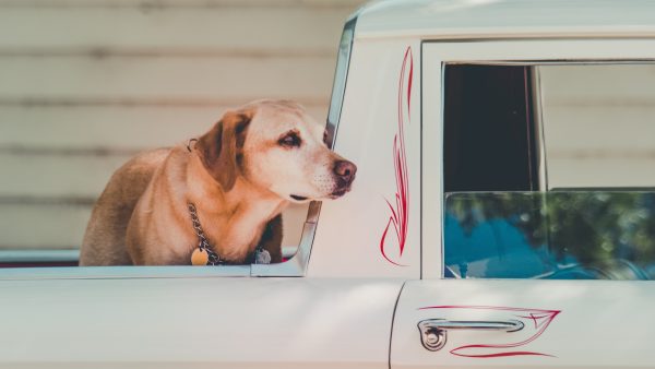 hond dierenbeulen