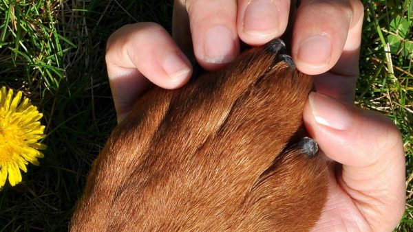 Afscheidsdienst voor verdronken hond