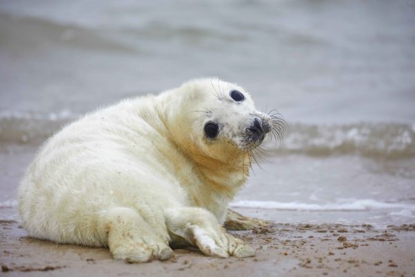 waddeneilanden-zeehond