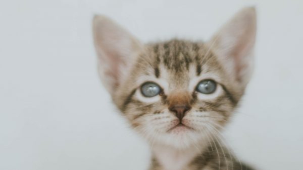 Vijf kittens op wrede wijze in Hengelo om het leven gebracht