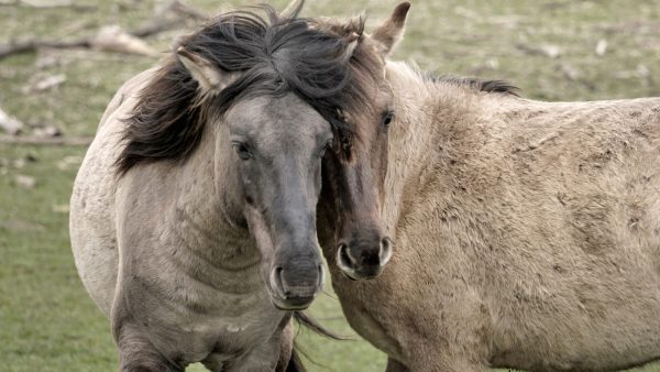 Tweehonderd konikpaarden