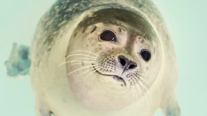 Thumbnail voor Dierenambulance waarschuwt: 'Laat schattige zeehondenpups op het strand vooral met rust'