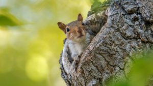 Thumbnail voor Brigitte heeft een eekhoornopvang: 'Ik heb weesjes, maar ook aangevallen diertjes'