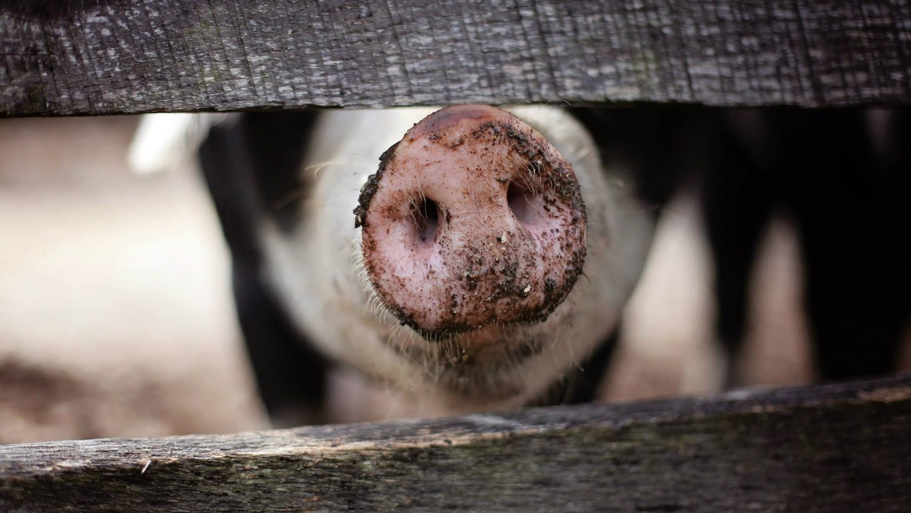 Bosvarkens Leersum Pexels