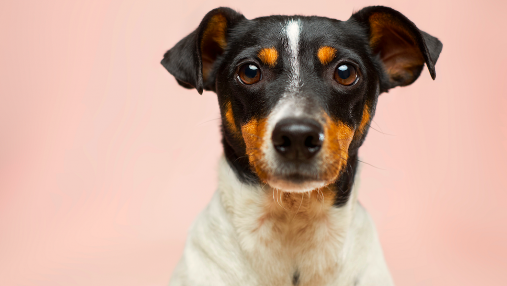 Dierenarts slaat alarm, Marktplaats stoppen met verkoop dieren