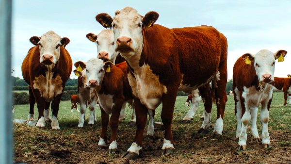 Politie vangt loslopende koeien in woonwijk Limburg