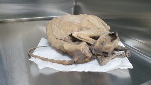 Gemummificeerde kat in monumentaal pand in Utrecht gevonden