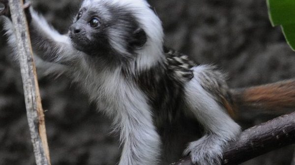 Babynieuws in Blijdorp: bijzondere apentweeling geboren