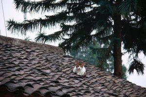 Thumbnail voor Brandweer Emmeloord bevrijdt kat Kitty na twee dagen - met moeite - van het dak