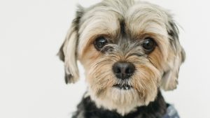 Thumbnail voor Tissue-alert: baasje na zeven jaar herenigd met gestolen hond