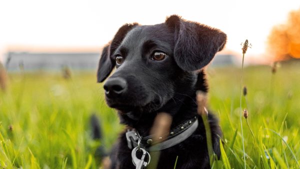 Grasaren veroorzaken nare ontstekingen, dus controleer je hond goed